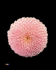 Chr S Dusty Pastel Pink