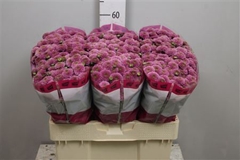 Chr San Doria 55cm 100g