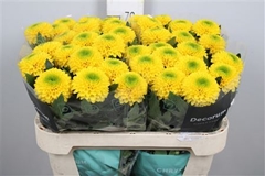 Chr G Brasiliana 70cm 75gram