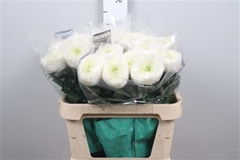 Chr G Fr Shoesmith 80cm 165gram