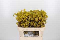 Anigoz Yellow Gem 70cm