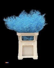 Limonium Light Blue