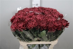 Chr G Bigoudi Red 75cm 105gram