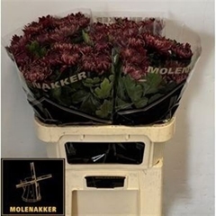 Chr G Regalmist Rood 80cm 110gram
