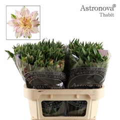 Alstr Astro Thabit 70cm 75gram