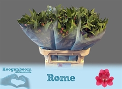 Alstr Rome 75cm 100gram 6+