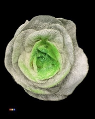 Brassica Marshmallow Green