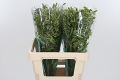 Chasmanth Latifolium 60cm