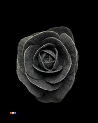 Brassica Powder Black