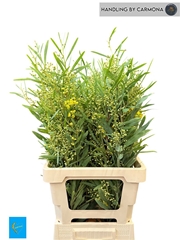 Acacia Retinodes Bs 65cm 200gram