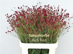 Sang Of Cayenn R Red