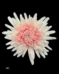 Chr G Marshmallow Light Pink
