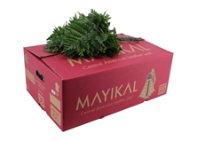 Leatherleaf 50cm