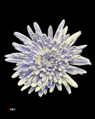 Chr G Ana Snow Purple