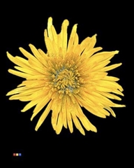 Chr G Anastasia Sunny Sparkling Silver