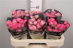 R Tr Giselle 60cm 65+