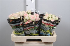 R Tr Rlm Ing Kristi 60cm 65+