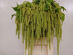Amar Ca Green Pearls 80cm