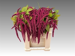 Amar Cau Red Cord 70cm