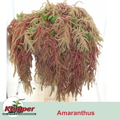 Amar Ca Coral Founta 90cm