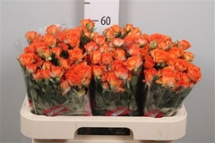 R Tr Ariya 60cm 55+