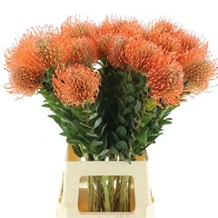 Leuco Ayoba Man Zest 70cm