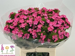 Di Barb S Will Pink 55cm 23
