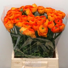 Ran Su Lambada 40cm 60gram