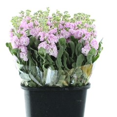Matth Iron Cherry Bl 60cm 24