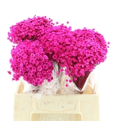 Droogbl Bewerkt H% 50cm 50gram