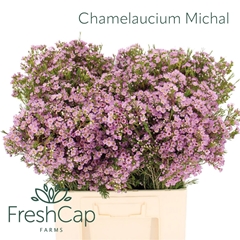Chame Un Michal 60cm 40gram 34