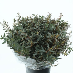 Euc Parvifolia P Bs 50cm 200gram