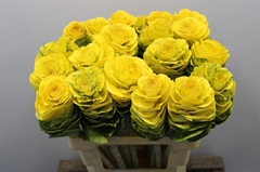 Brassica Painted Yellow