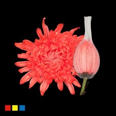 Chr G Stravina Pink