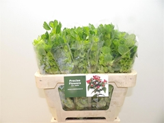 Moluccella Piece 50cm