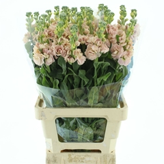 Matth Iron Apricot 70cm 23
