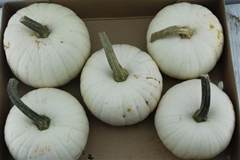 Cuc Pepo Baby Boo 980gram