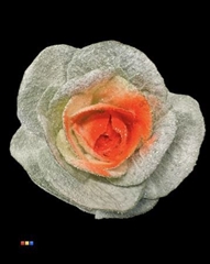 Brassica Marshmallow Orange
