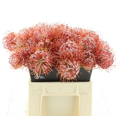 Leuco Scarlet Ribbon 45cm