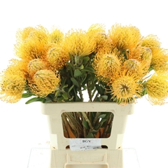 Leuco Jelena 60cm