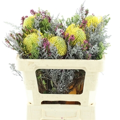 Protea Per Bunch 3 Punt 50cm