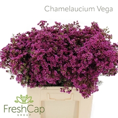 Chame Uncinatum Ov 60cm 60gram 34