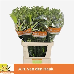 Anigoz Other 100cm