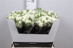 R Tr White Bubbles 60cm 45+