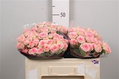 R Tr Fancy 50cm 55+