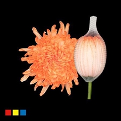 Chr G Stravina Pastel Orange