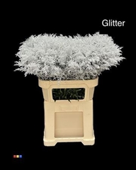 Solidago Silver + Glit 80cm Bio