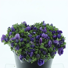 Anem Co Mis + D Blue 35cm
