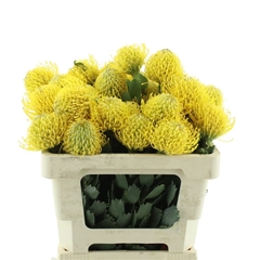 Leuco Ayoba Yellow 50cm