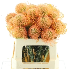 Flowers 60cm